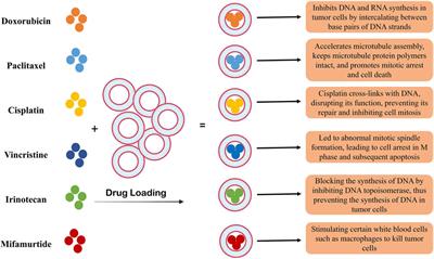 Nanomedicines in diagnosis and treatment of prostate cancers: an updated review